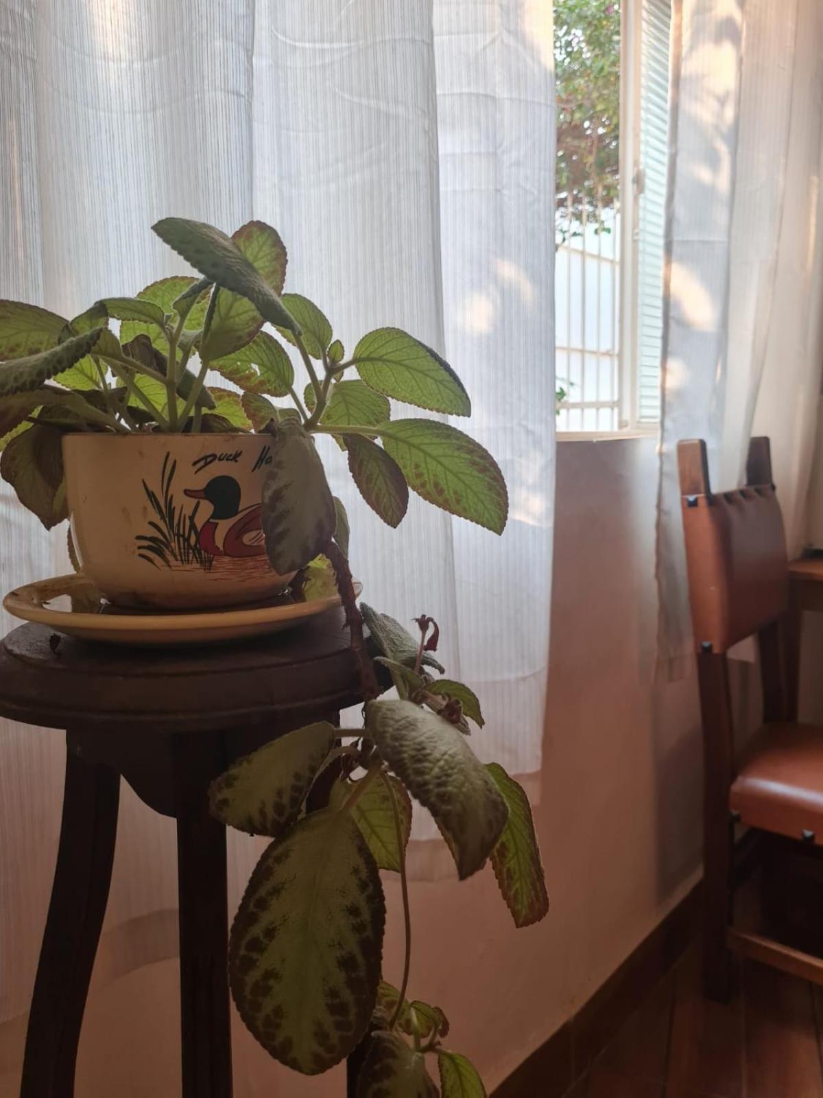 Homestay Hala Vinhedo
